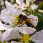 Fleißiges Bienchen