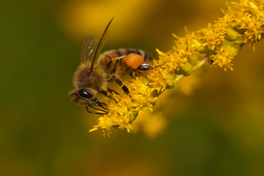 Fleißiges Bienchen.