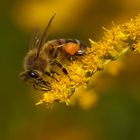 Fleißiges Bienchen.