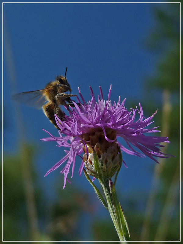 Fleißiges Bienchen