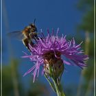 Fleißiges Bienchen