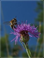 Fleißiges Bienchen