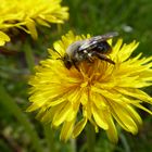 fleißiges Bienchen