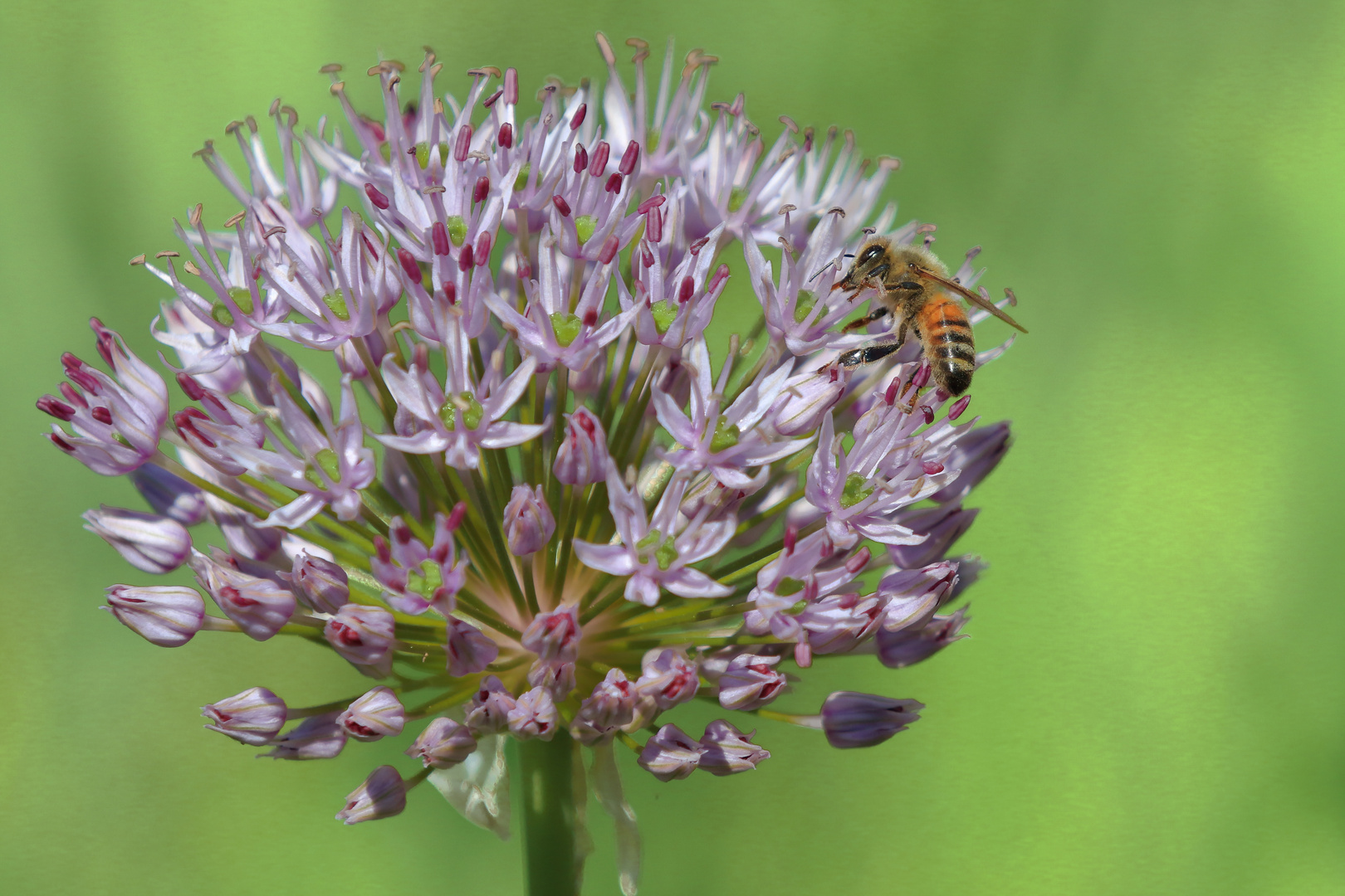 Fleißiges Bienchen