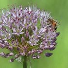 Fleißiges Bienchen