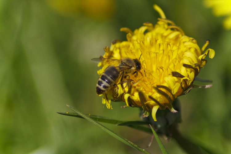 Fleißiges Bienchen