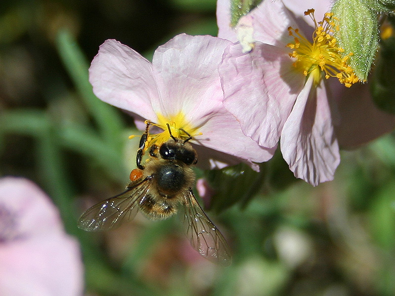 fleißiges Bienchen...