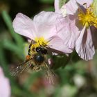 fleißiges Bienchen...