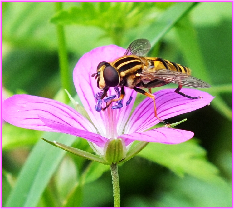 fleißiges Bienchen