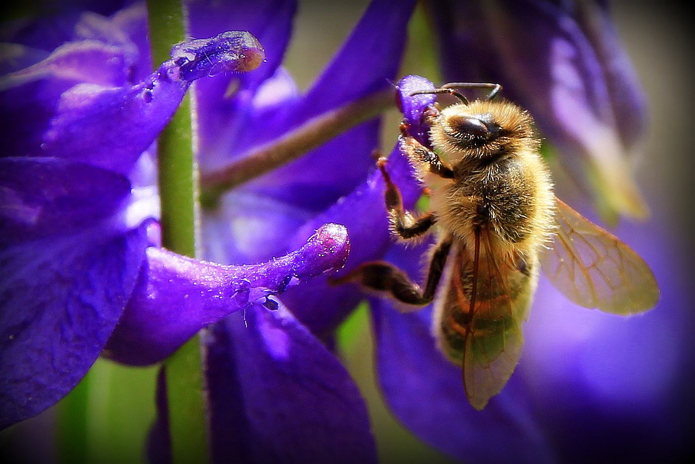 Fleißiges Bienchen