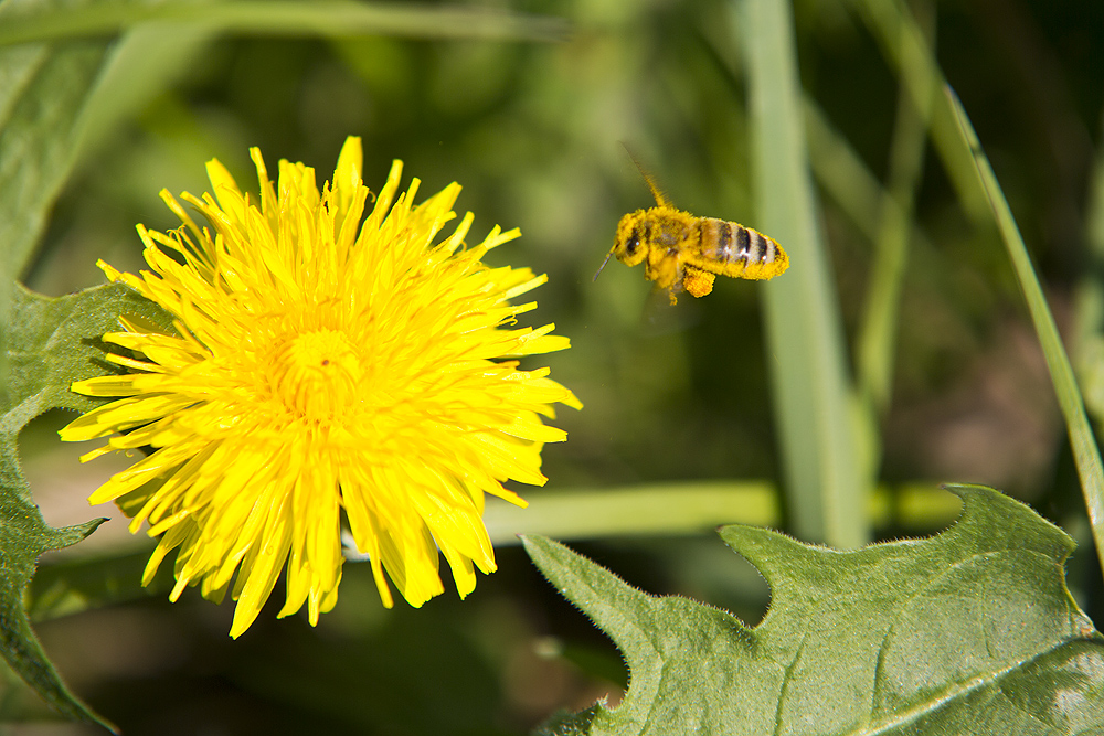 Fleißiges Bienchen