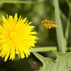 Fleißiges Bienchen