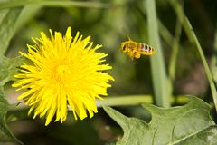 Fleißiges Bienchen