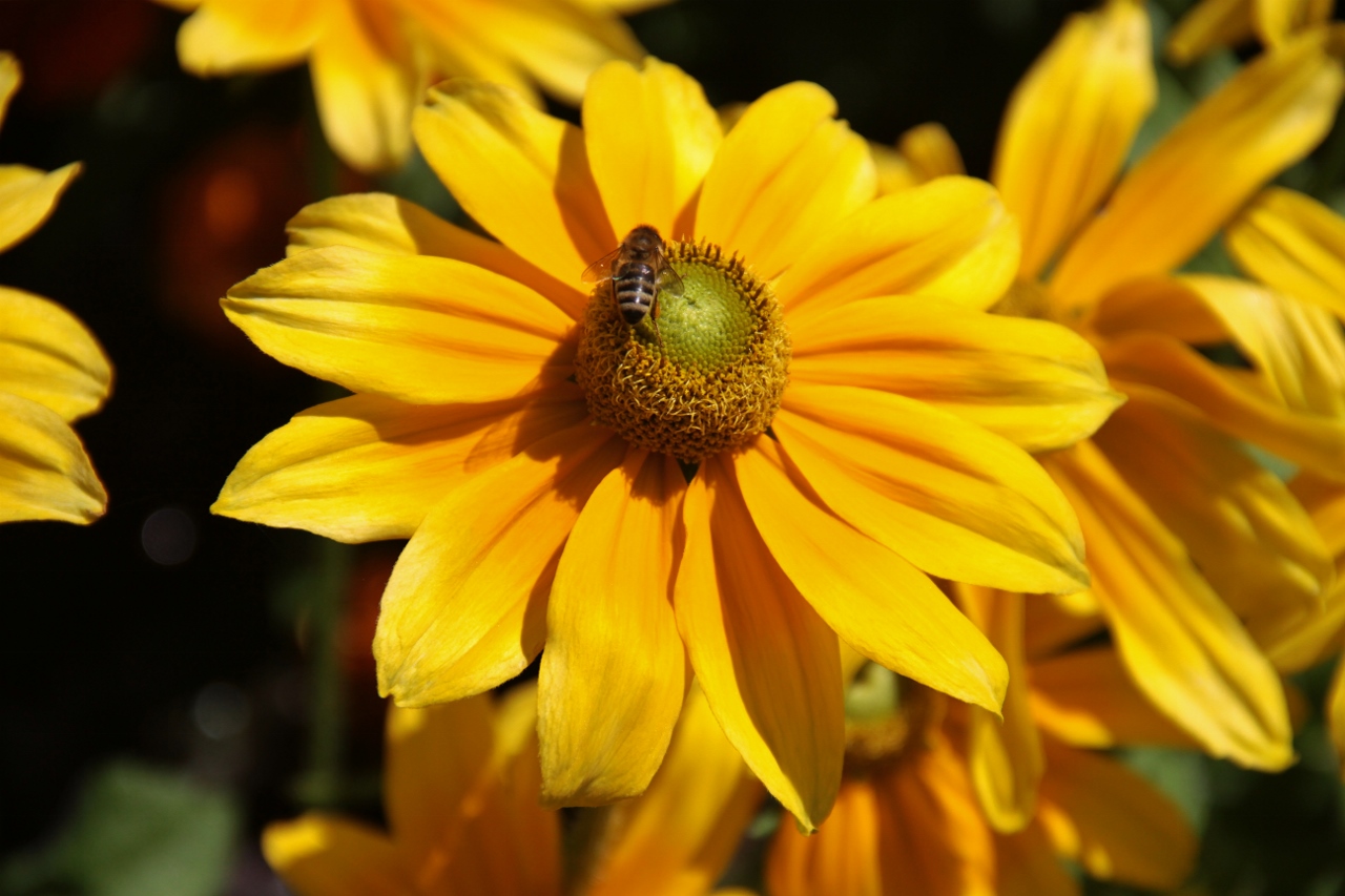 Fleißiges Bienchen