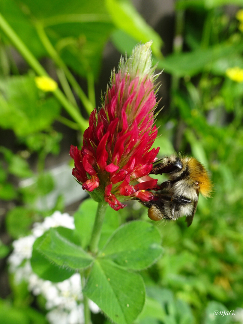 Fleißiges Bienchen