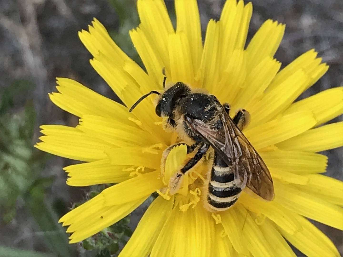 Fleißiges Bienchen