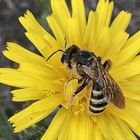 Fleißiges Bienchen