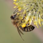 Fleißiges Bienchen