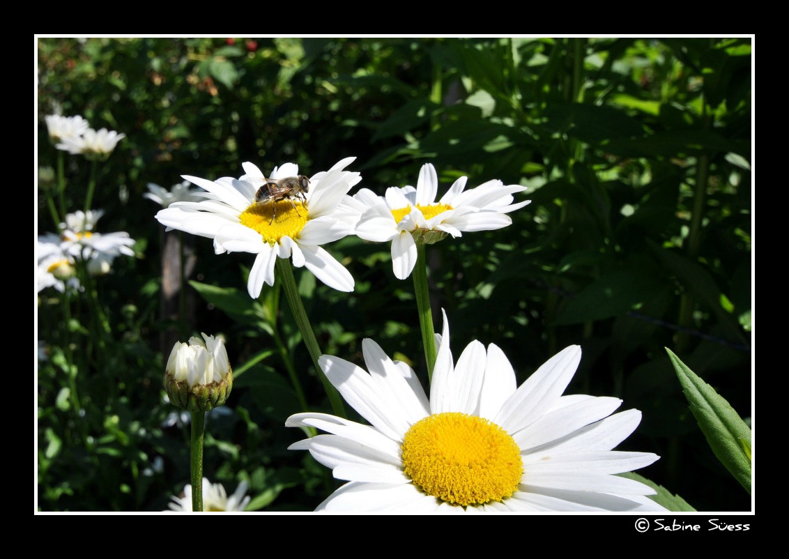 Fleissiges Bienchen