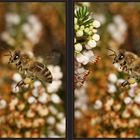 fleißiges Bienchen [3D]