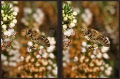 fleißiges Bienchen [3D]