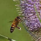 Fleissiges Bienchen