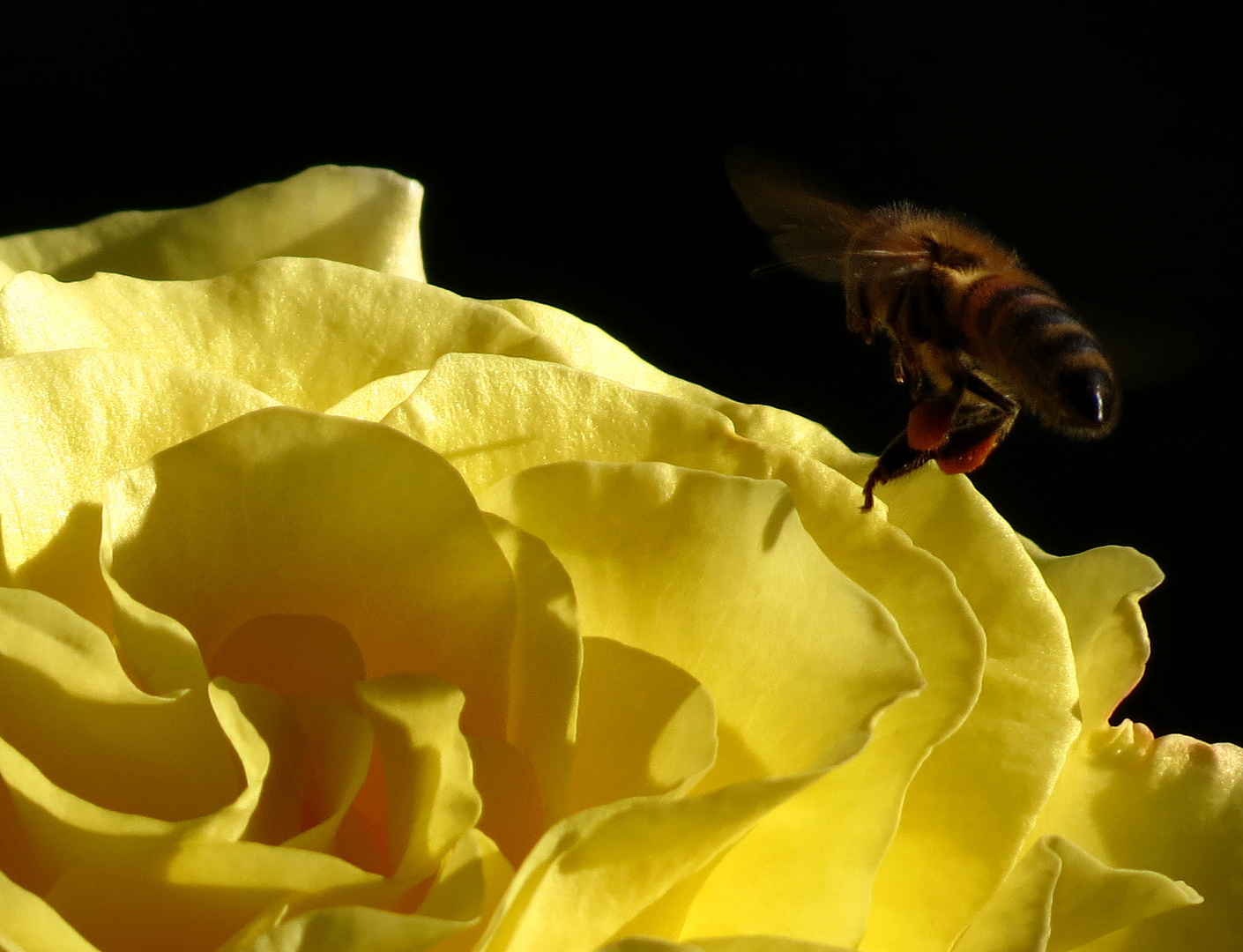 fleißiges Bienchen