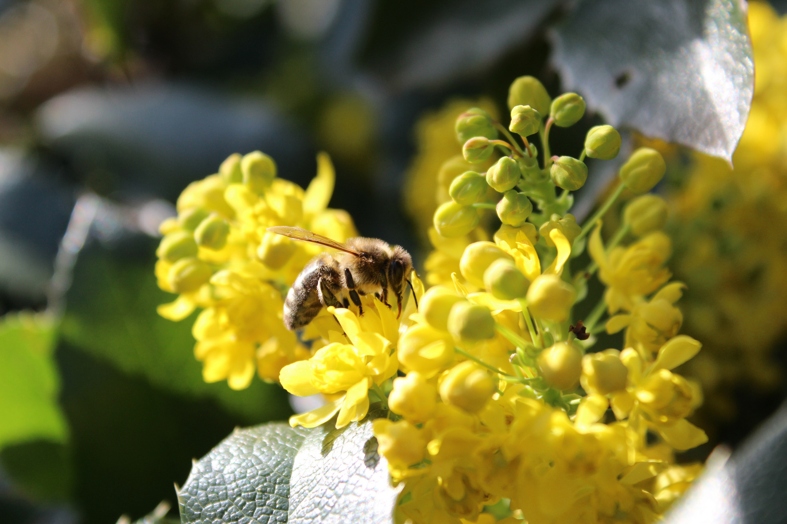 Fleißiges Bienchen