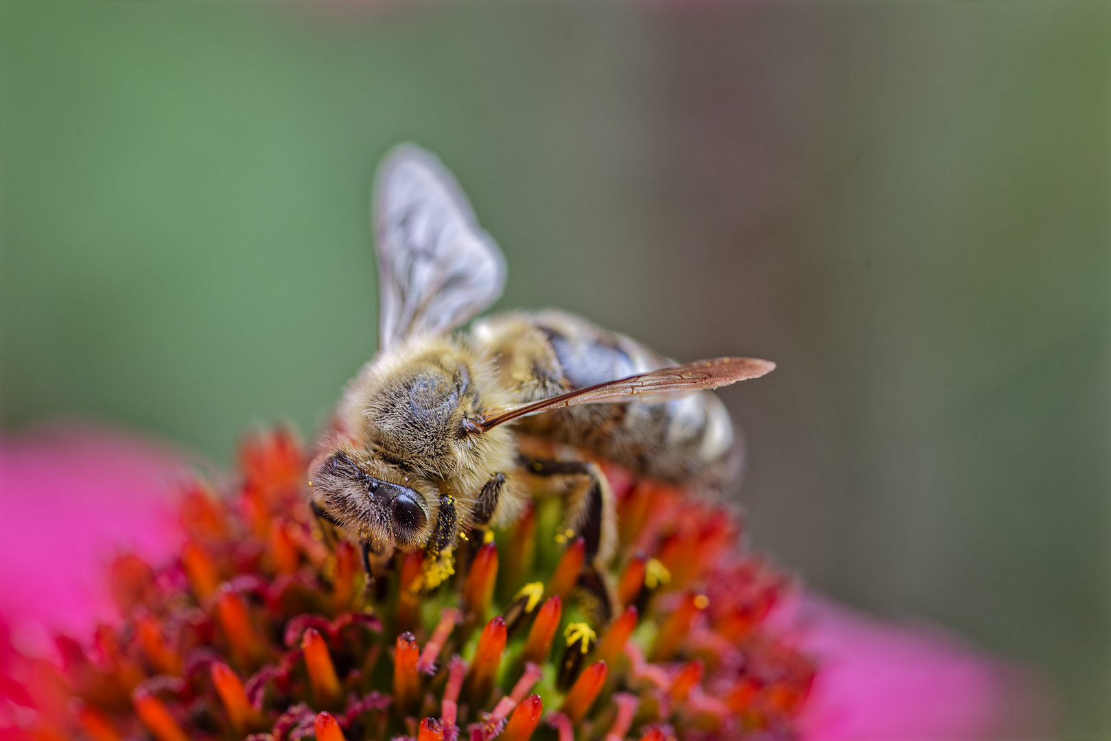 Fleißiges Bienchen