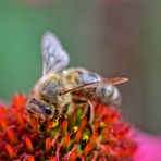 Fleißiges Bienchen