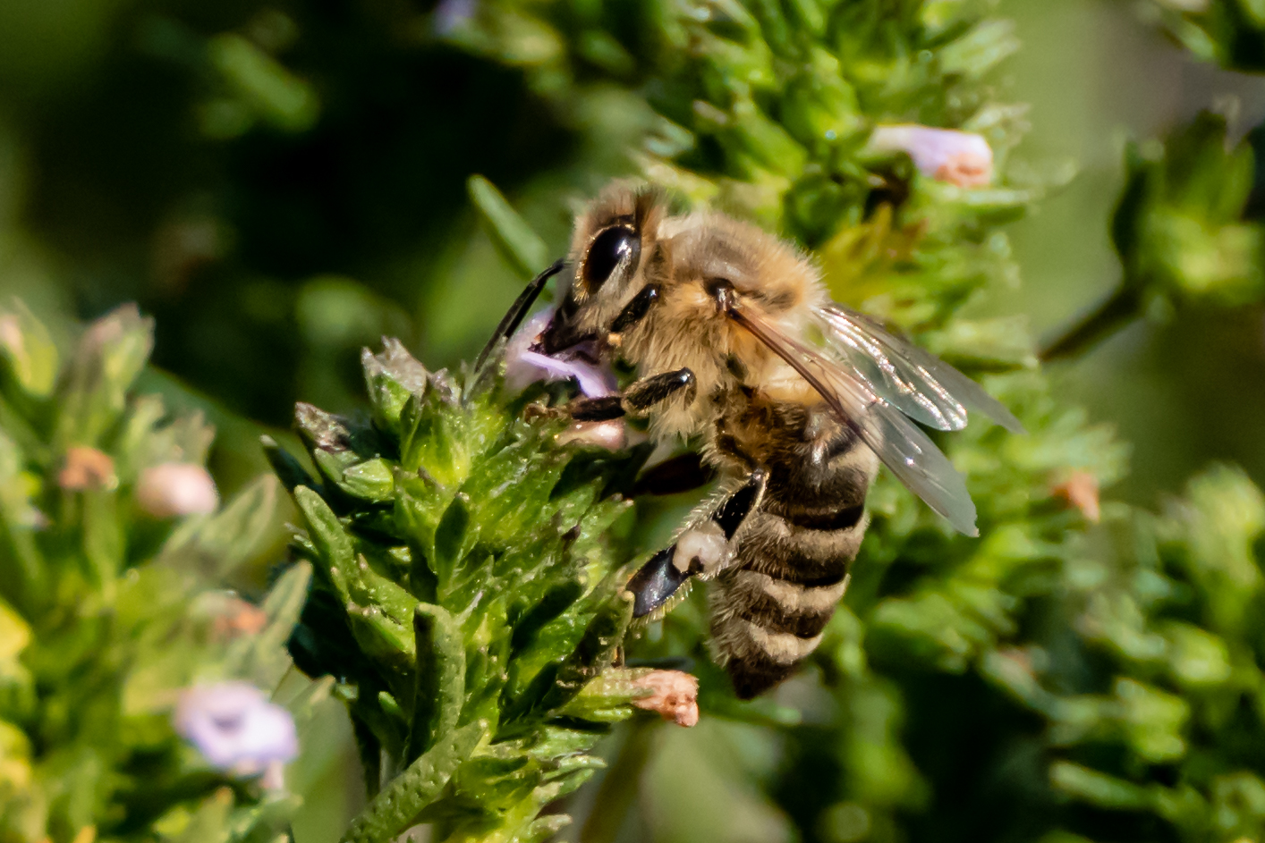 fleißiges Bienchen 4