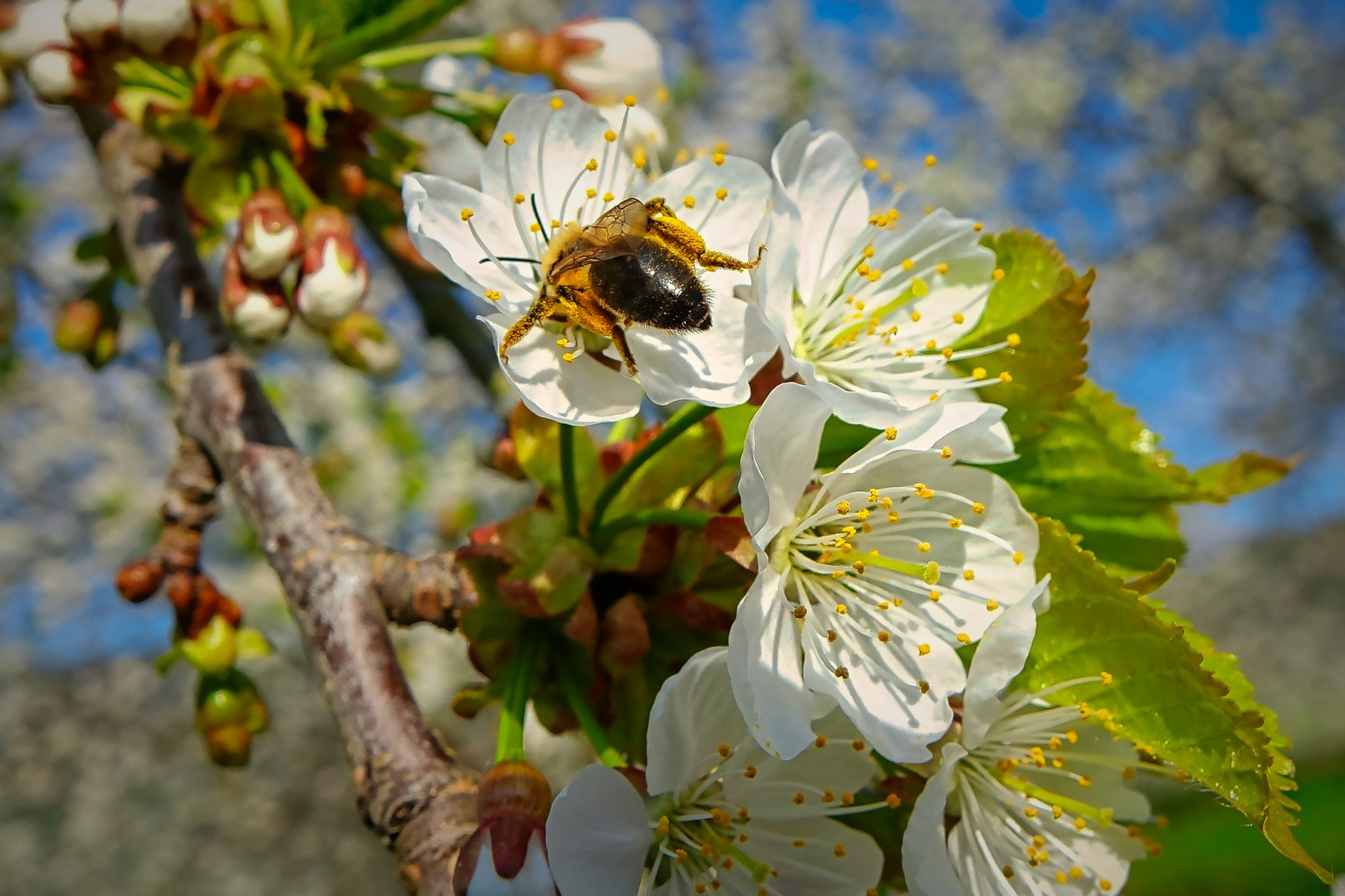 Fleißiges Bienchen 4