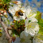 Fleißiges Bienchen 4