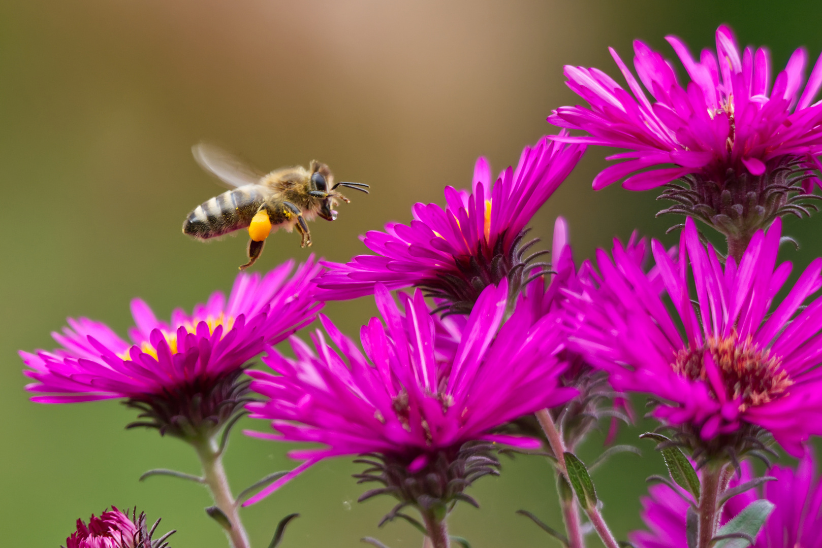 Fleißiges Bienchen