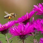 Fleißiges Bienchen