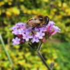 Fleißiges Bienchen