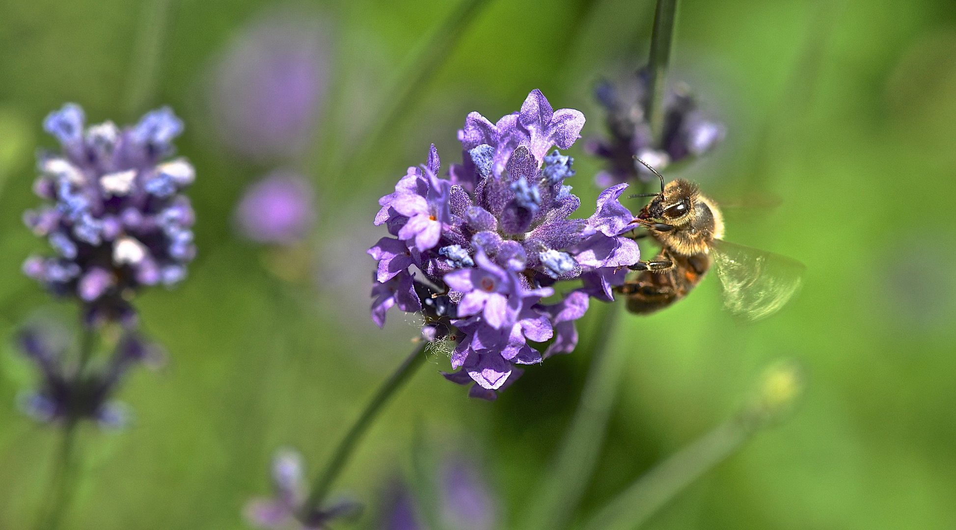 Fleißiges Bienchen