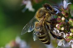 fleißiges Bienchen