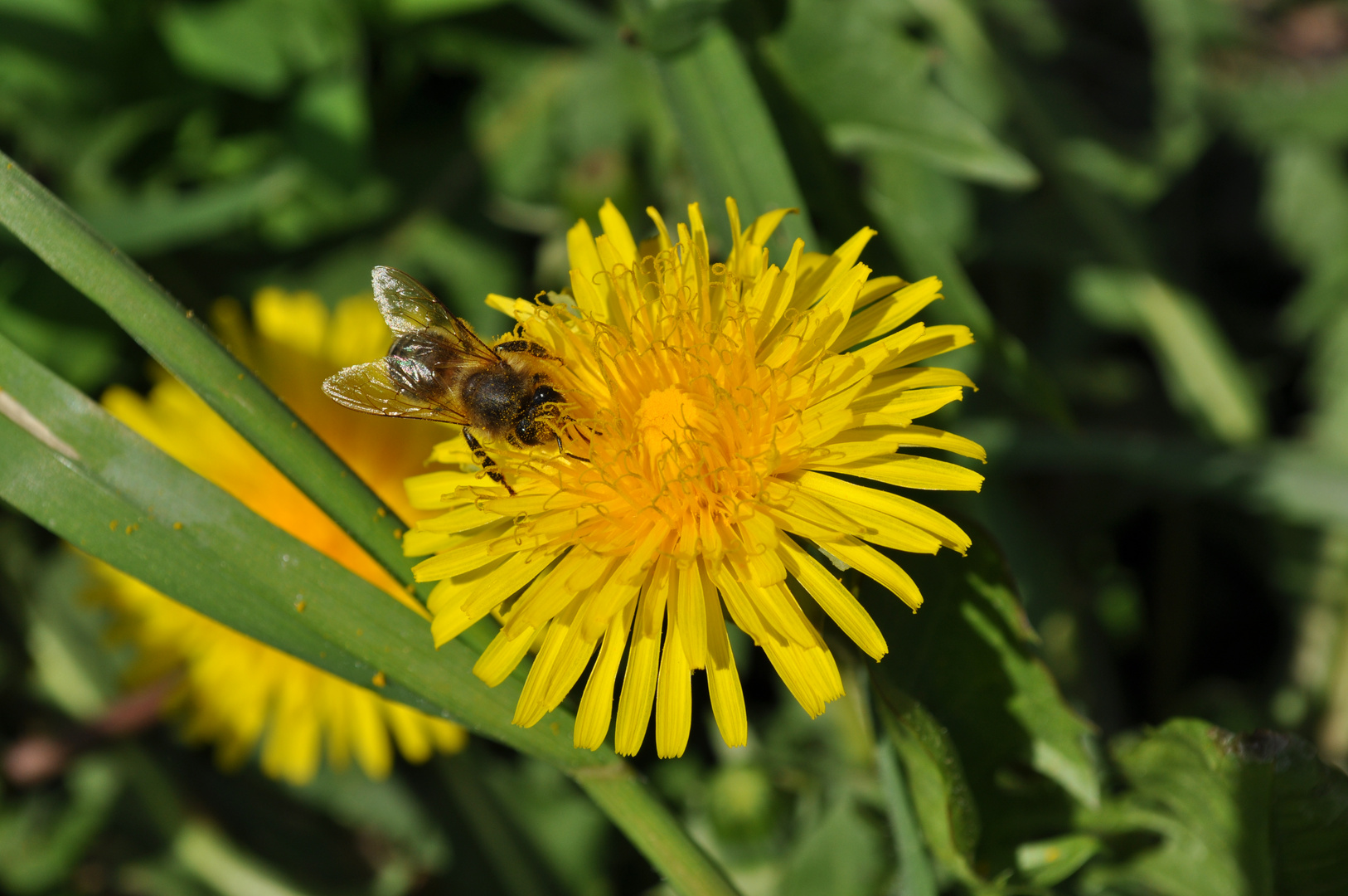 Fleißiges Bienchen