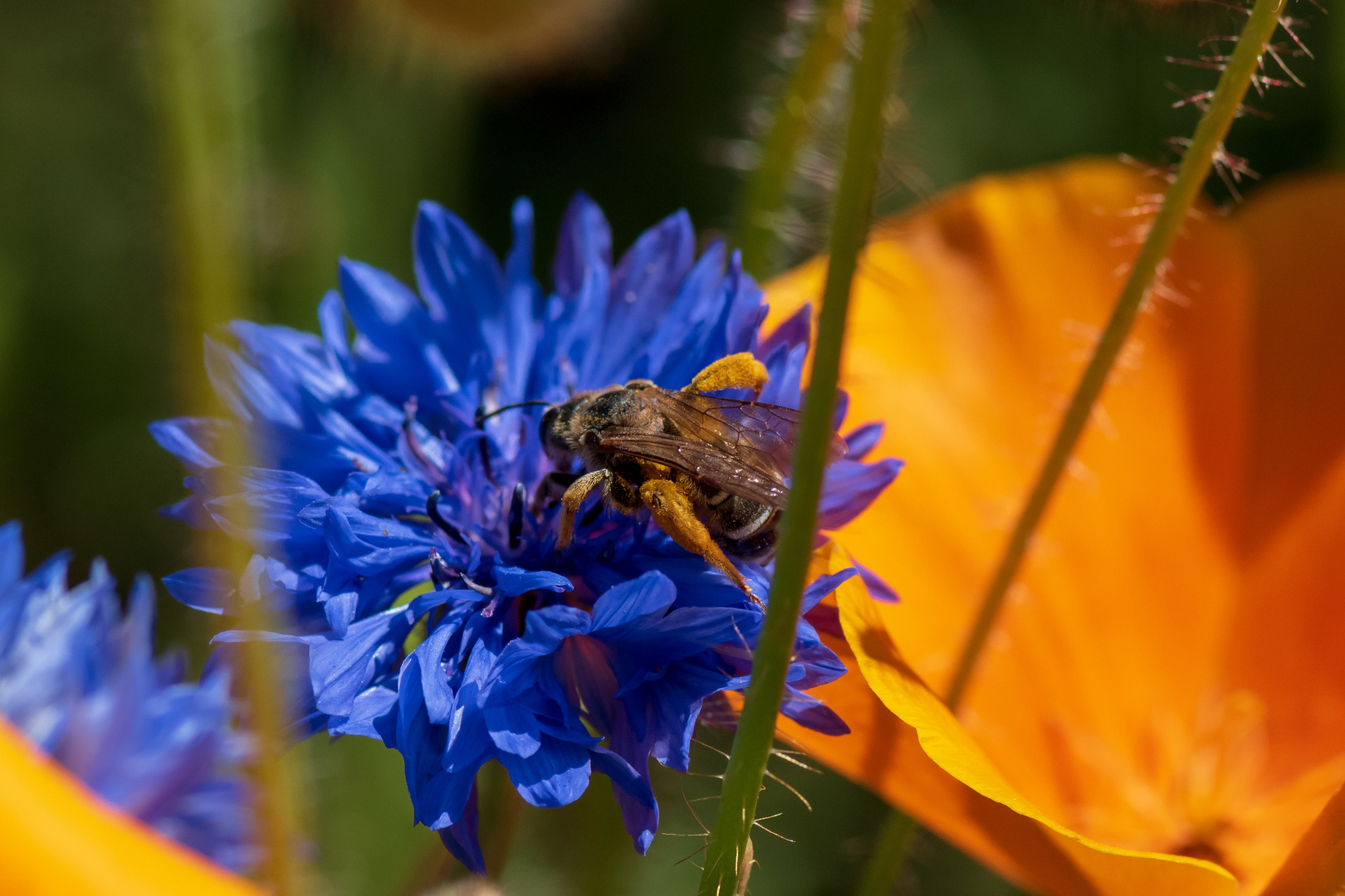 Fleißiges Bienchen