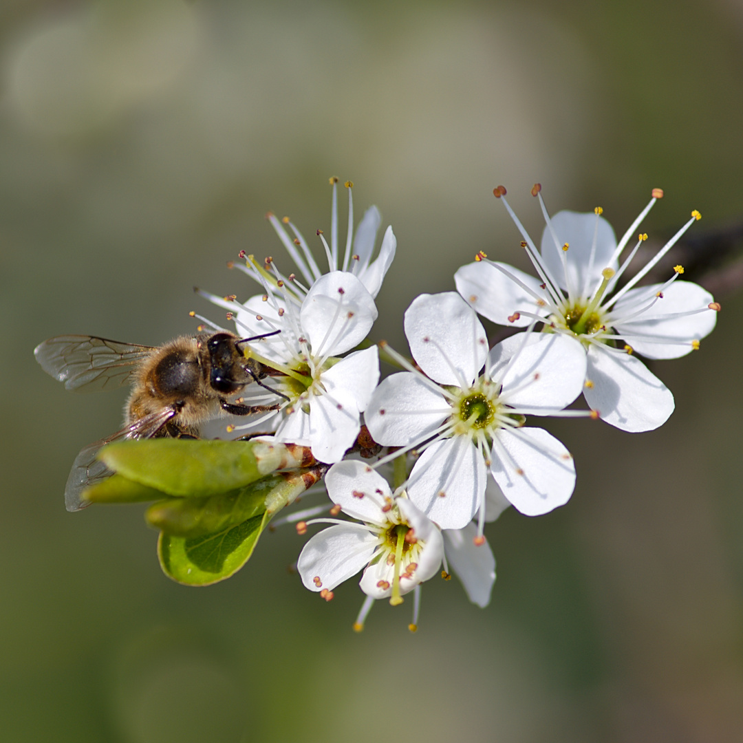 Fleissiges Bienchen