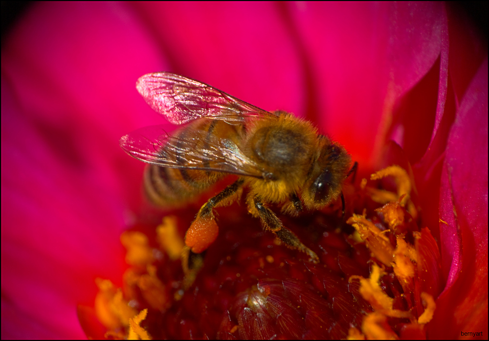 fleißiges Bienchen