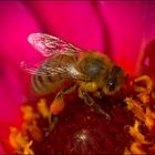 fleißiges Bienchen