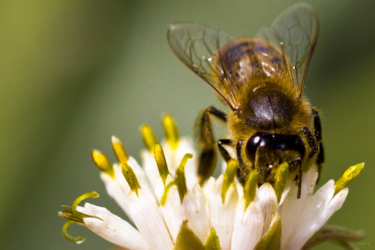 Fleissiges Bienchen...