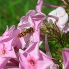 fleißiges Bienchen