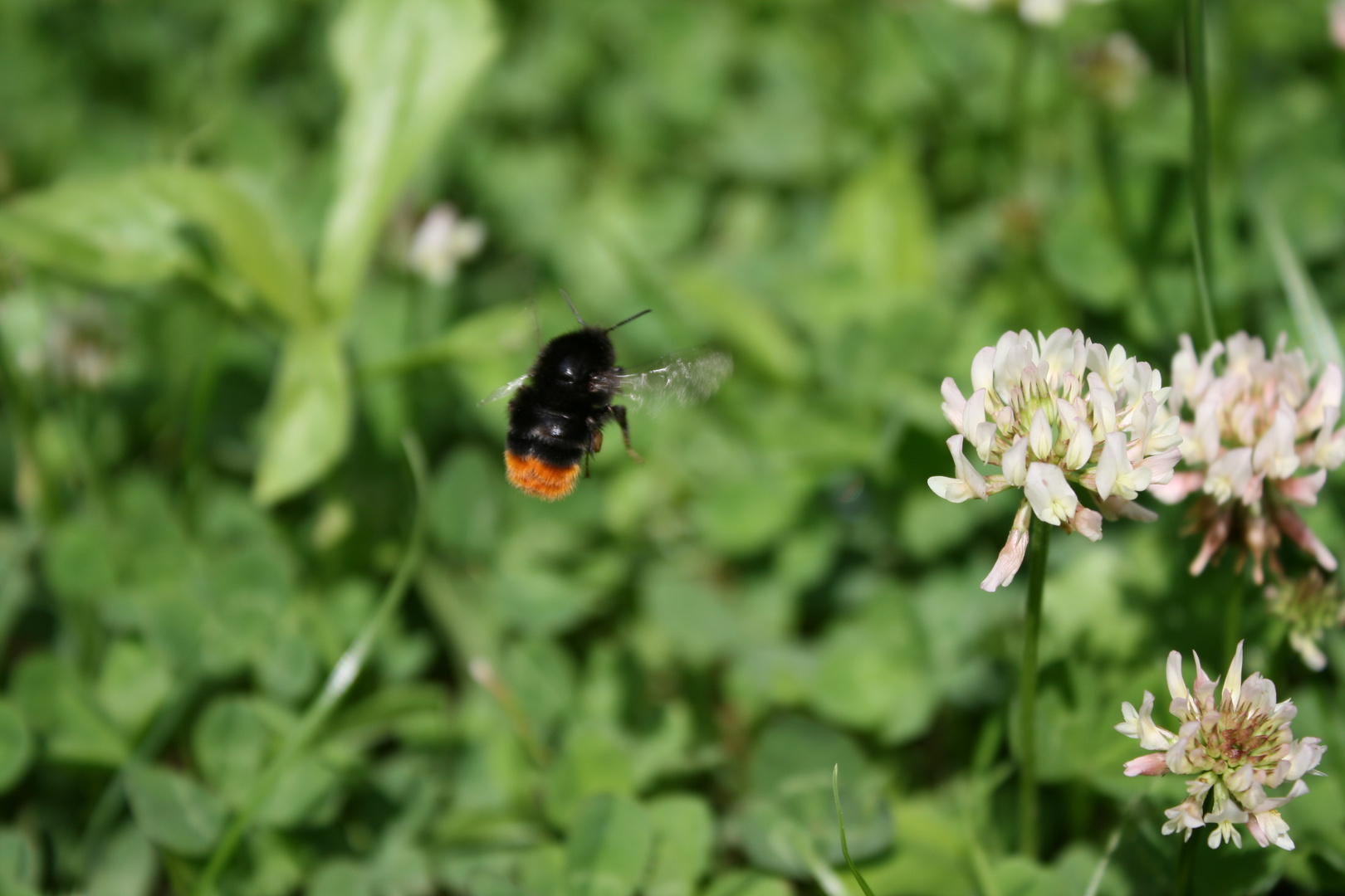 fleißiges Bienchen