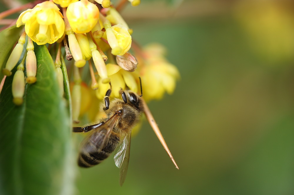 Fleißiges Bienchen