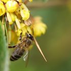 Fleißiges Bienchen