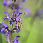 Fleißiges Bienchen