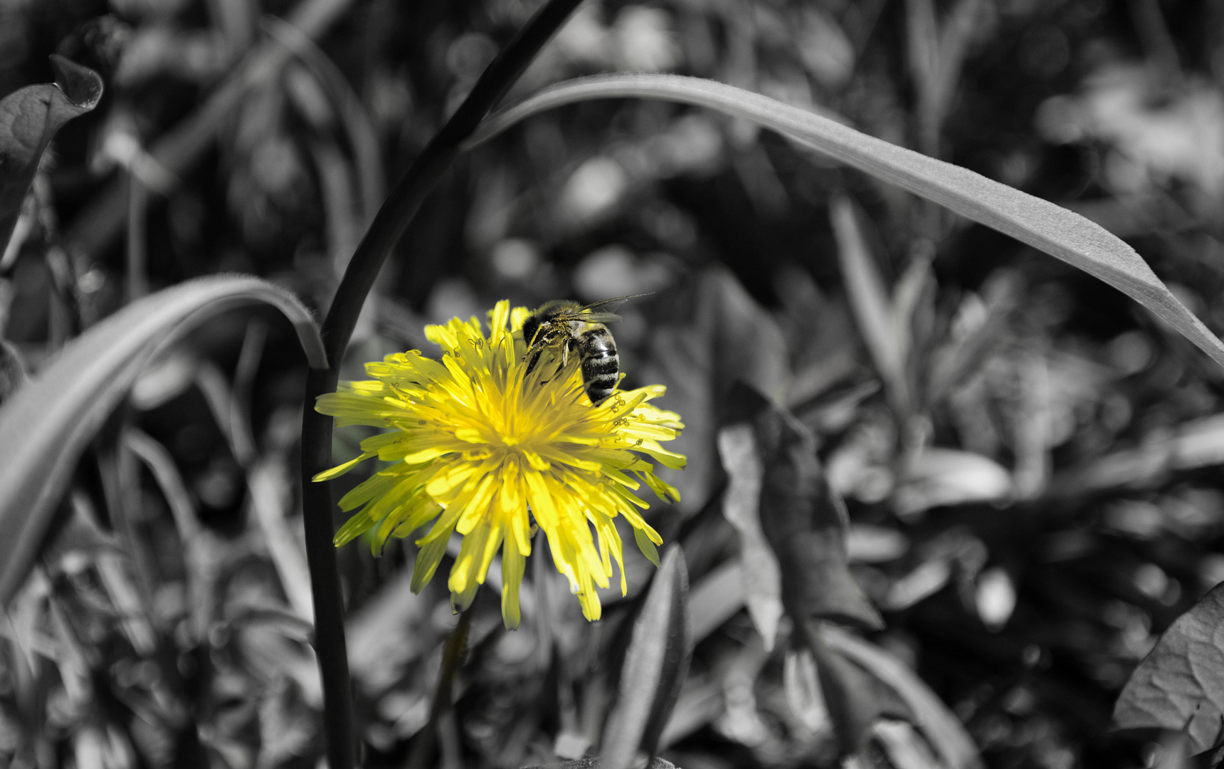 Fleissiges Bienchen